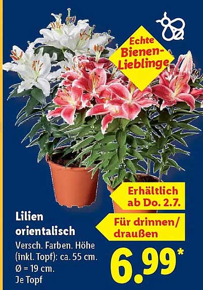 Lilien orientalisch