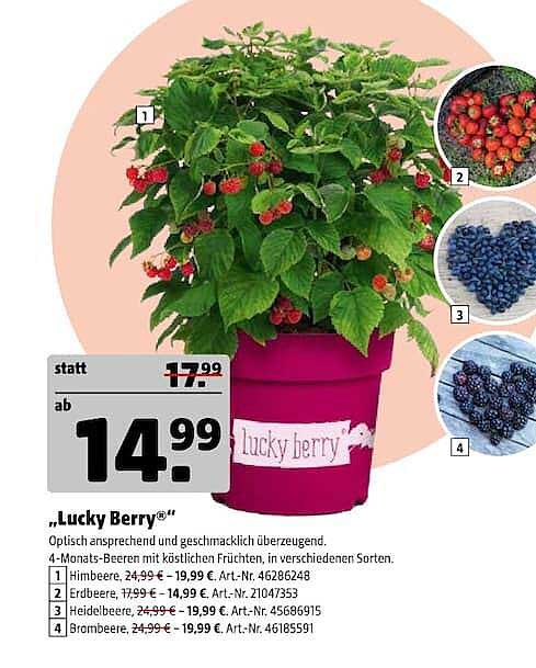 „Lucky Berry“
