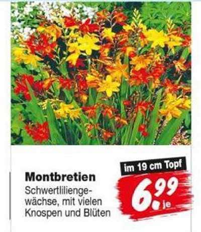Montbretien
