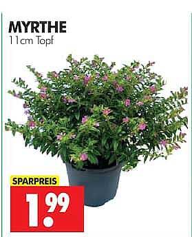 MYRTHE 11 cm Topf