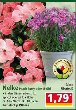 Nelke Peach Party oder IT-Girl