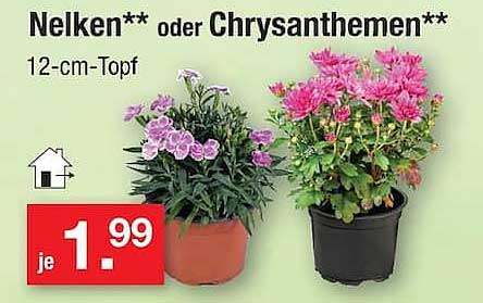 Nelken** oder Chrysanthemen**