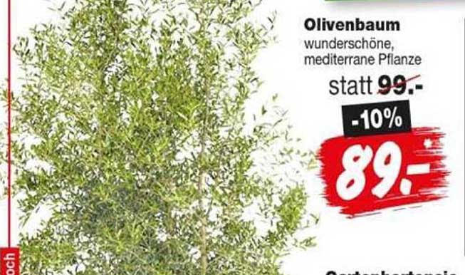 Olivenbaum wunderschöne, mediterrane Pflanze