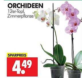 ORCHIDEEN 12er-Topf, Zimmerpflanze