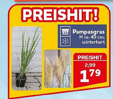Pampasgras H ca. 40 cm winterhart