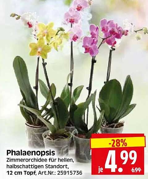 Phalaenopsis