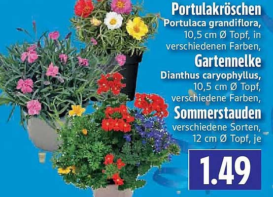 Portulakröschen