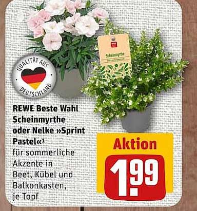 REWE Beste Wahl Scheinmyrthe oder Nelke »Sprint Pastel«