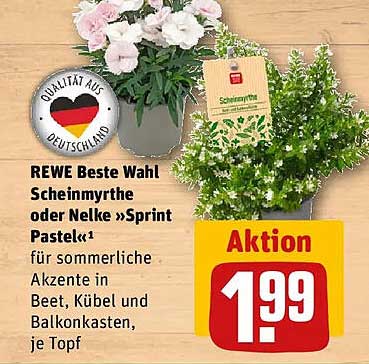 REWE Beste Wahl Scheinmyrthe oder Nelke »Sprint Pastell«¹