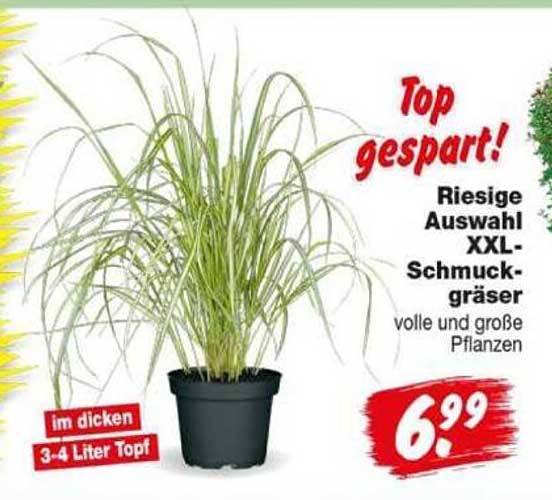 Riesige Auswahl XXL-Schmuckgräser, volle und große Pflanzen