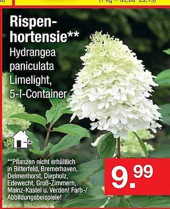 Rispen-hortensie**