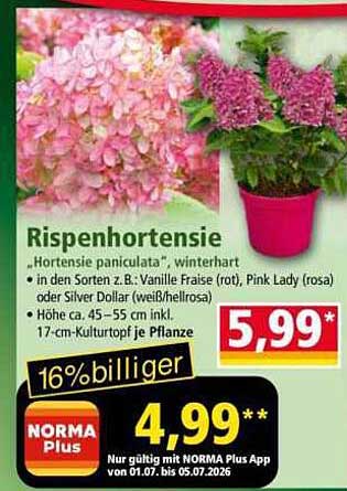 Rispenhortensie