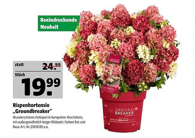 Rispenhortensie „Groundbreaker“