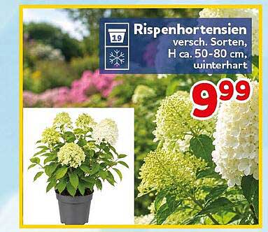 Rispenhortensien