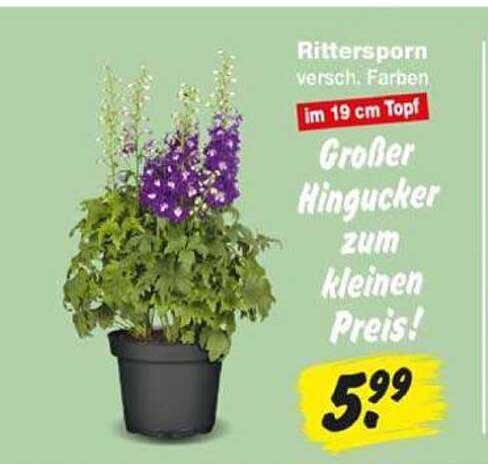 Rittersporn versch. Farben im 19 cm Topf Großer Hingucker zum kleinen Preis!