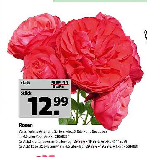 Rosen