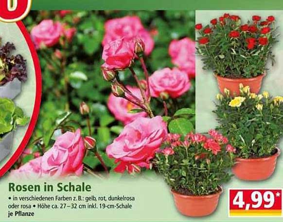 Rosen in Schale