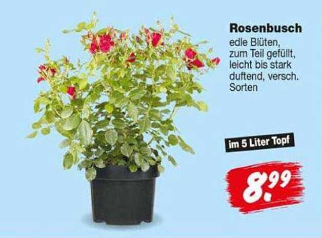Rosenbusch