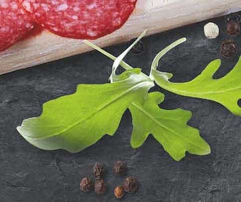 Rucola