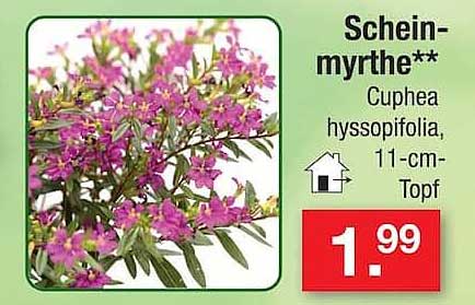 Scheinmyrthe** Cuphea hyssopifolia, 11-cm-Topf