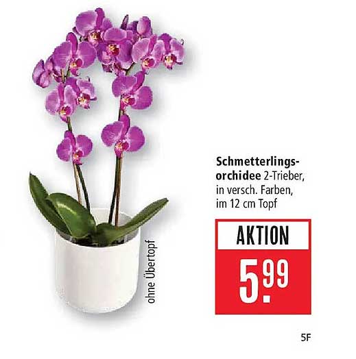 Schmetterlings-orchidee 2-Trieber, in versch. Farben, im 12 cm Topf