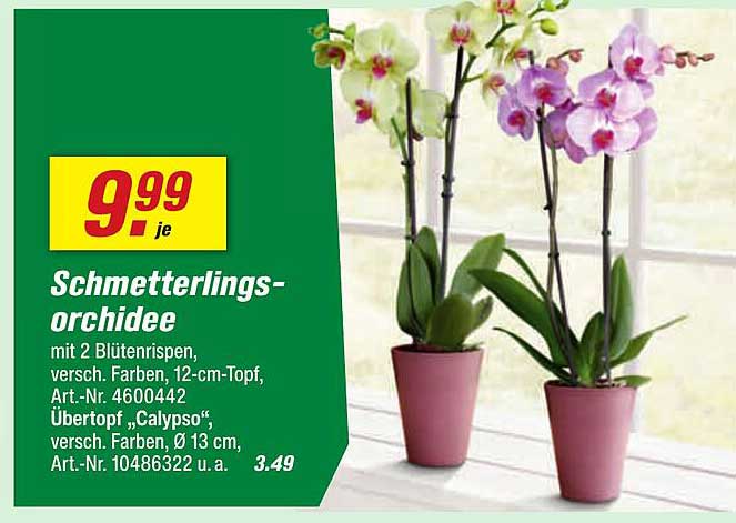 Schmetterlings-orchidee