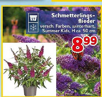 Schmetterlingsflieder versch. Farben, winterhart, Summer Kids, H ca. 50 cm