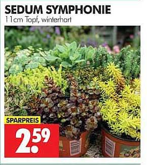 SEDUM SYMPHONIE