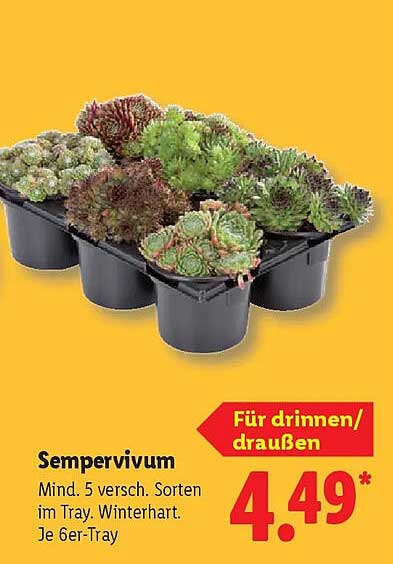 Sempervivum