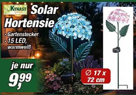 Solar Hortensie