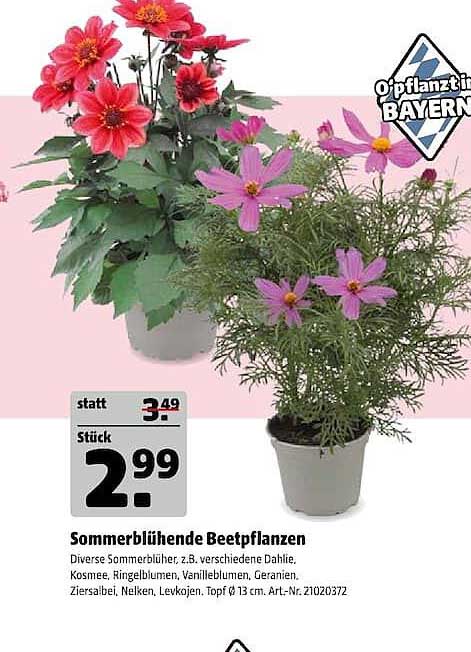 Sommerblühende Beetpflanzen