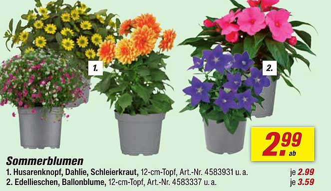 Sommerblumen