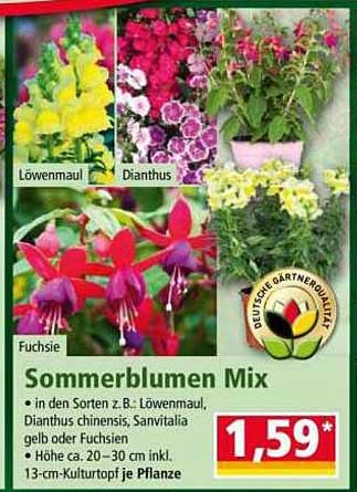 Sommerblumen Mix