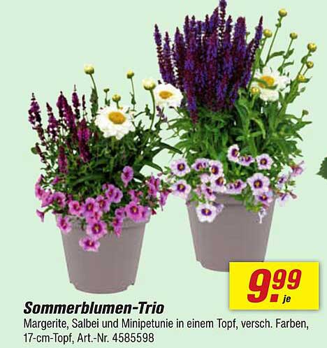 Sommerblumen-Trio