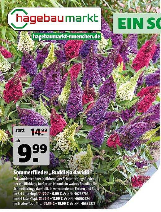 Sommerflieder „Buddleja davidii“
