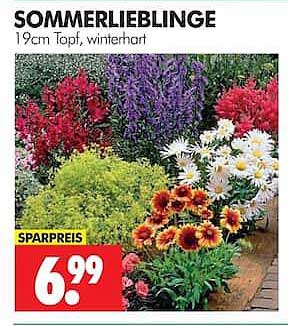 SOMMERLIEBLINGE