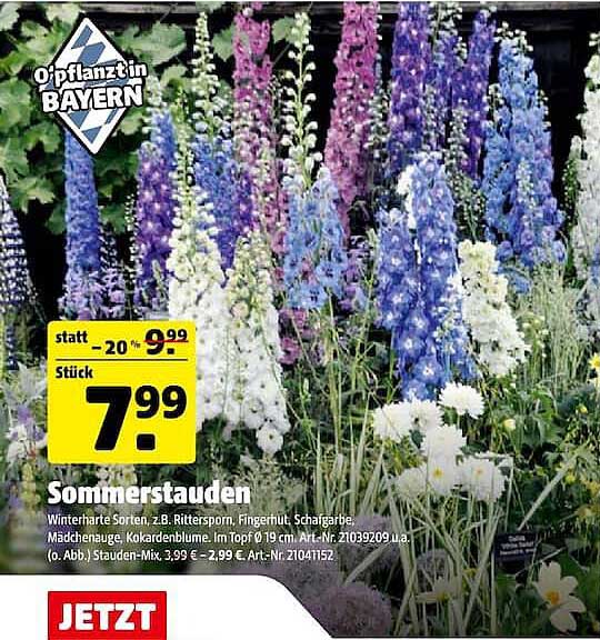 Sommerstauden
