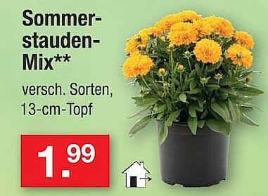 Sommerstauden-Mix** versch. Sorten, 13-cm-Topf