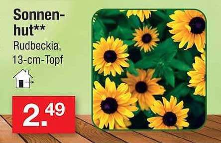 Sonnen-hut** Rudbeckia, 13-cm-Topf