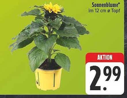 Sonnenblume* im 12 cm ø Topf