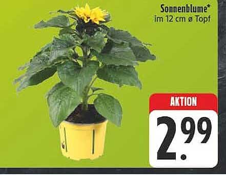 Sonnenblume* im 12 cm Ø Topf