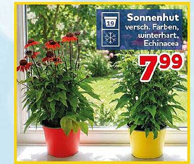 Sonnenhut versch. Farben, winterhart, Echinacea
