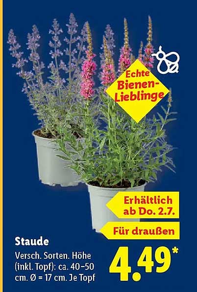 Staude