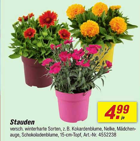 Stauden