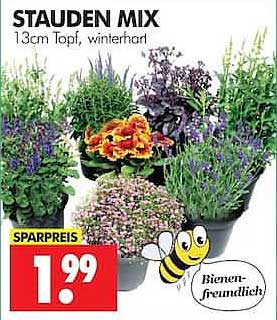 STAUDEN MIX 13cm Topf, winterhart