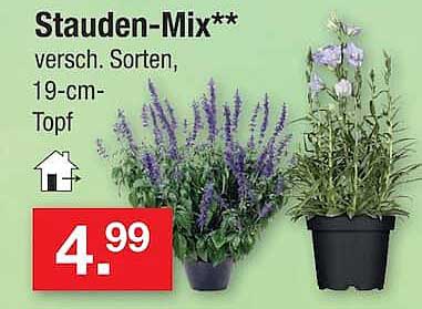 Stauden-Mix** versch. Sorten, 19-cm-Topf