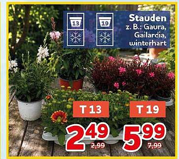 Stauden z. B.: Gaura, Gaillardia, winterhart