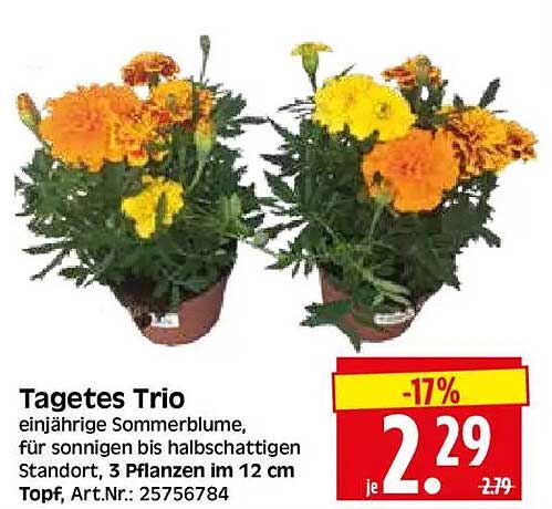 Tagetes Trio