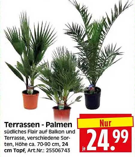 Terrassen - Palmen