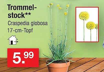Trommelstock** Graspedia globosa 17-cm-Topf